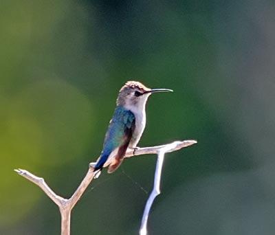 http://www.westernfieldornithologists.org/gallery/albums/userpics/10001/BeeHummingbirdIMG_5588.jpg