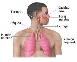 Sistema Respiratorio