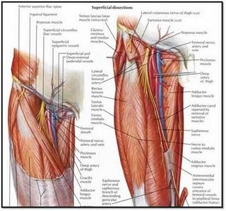 Canalización de vena femoral por ecografía