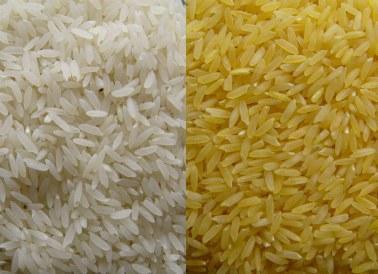 El arroz amarillo de la derecha es arroz dorado transgénico.