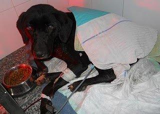 ¿Para que decir nada?