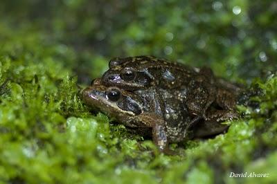 Las ranas del arroyo