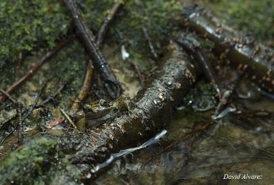 Las ranas del arroyo