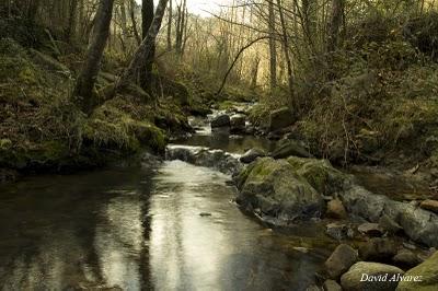 Las ranas del arroyo