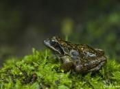 ranas arroyo