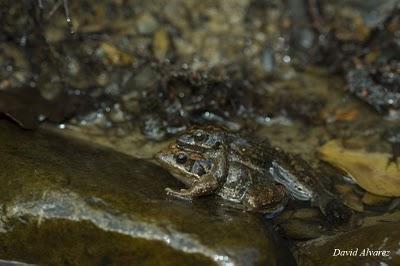 Las ranas del arroyo