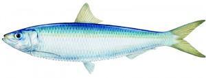 entierroSardina 300x114 ¿Pescado azul o blanco?