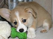 juguete favorito: Super Herramienta