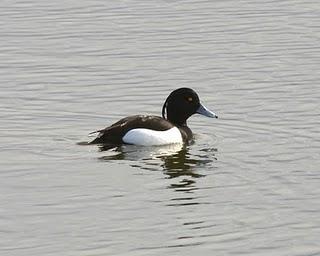 Las Lagunas de Villafáfila en Enero