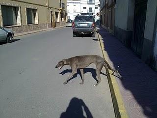 GALGA ASUSTADIZA EN APUROS, (MEDELLIN)