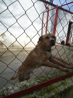 SOS, Rocco, ha dejado de comer en la perrera. Jaén.