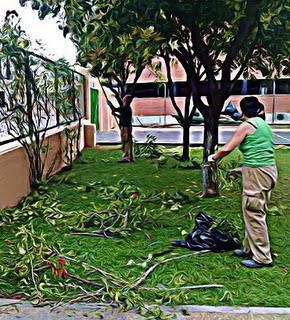 GUIAS DE PODA DE ÁRBOLES