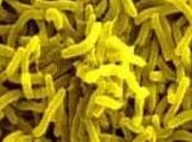 Venezuela Inicia Rastreo Vibrio Cholerae