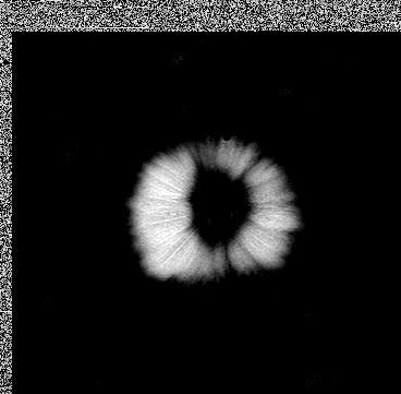 Andy Ellison – Vegetales por dentro