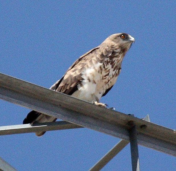 ÁGUILA CULEBRERA EUROPEA-CIRCAETUS GALLICUS-SHORT TOED EAGLE