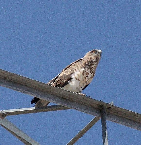 ÁGUILA CULEBRERA EUROPEA-CIRCAETUS GALLICUS-SHORT TOED EAGLE