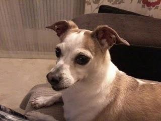 Colibrí ahora es la Reina de otro hogar