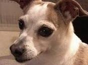 Colibrí ahora Reina otro hogar