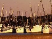 Barcos camarones