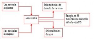 La Respiración Aerobia y Anaerobia