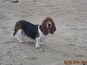 Basset hound adopcion (MURCIA)
