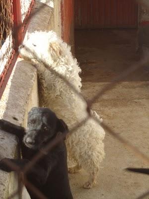 BLUSY (lo abandonaron en la perrera con una nota en el cuello)  Perrera de Jaen