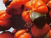 propiedades terapéuticas guaraná