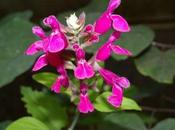 Coral Invierno Salvia involucrata