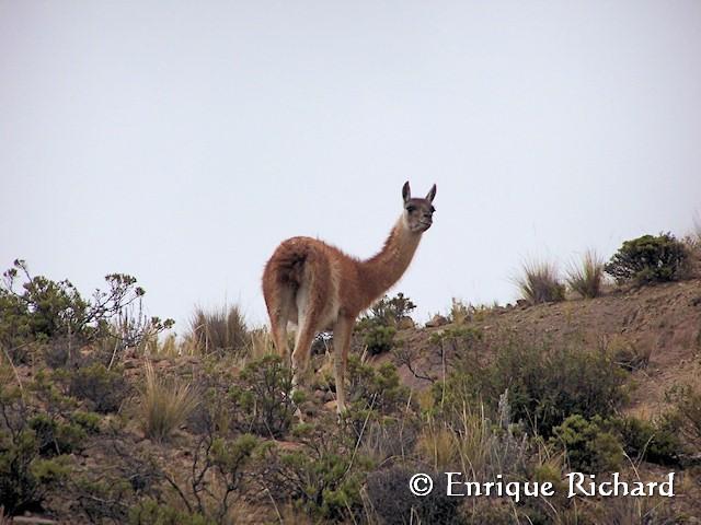 Guanacos (Lama guanicoe) del Parque Nacional Lauca