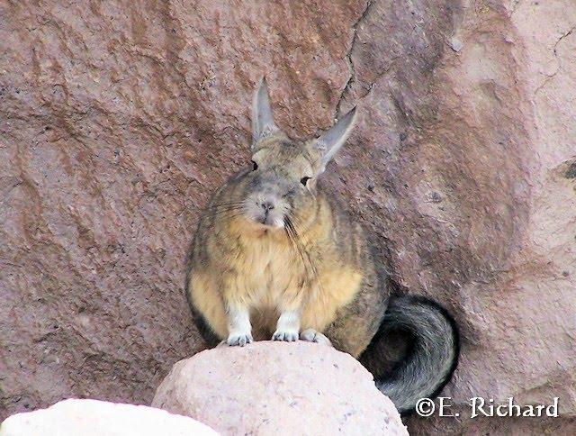 Galería de fotos… Lagidium viscacia (Rodentia, Chinchillidae)… vizcacha andina…