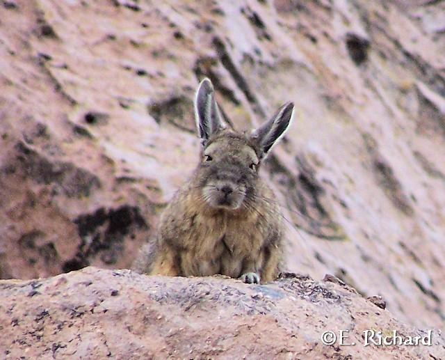 Galería de fotos… Lagidium viscacia (Rodentia, Chinchillidae)… vizcacha andina…