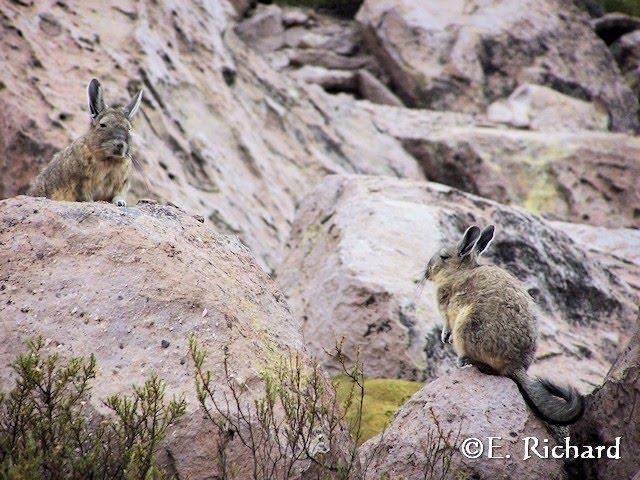 Galería de fotos… Lagidium viscacia (Rodentia, Chinchillidae)… vizcacha andina…