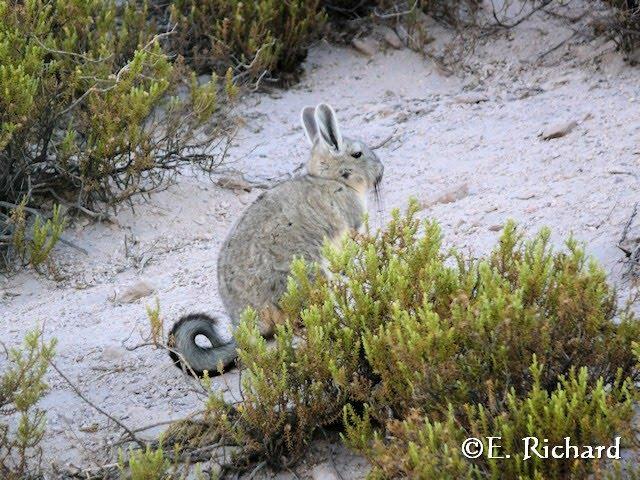 Galería de fotos… Lagidium viscacia (Rodentia, Chinchillidae)… vizcacha andina…