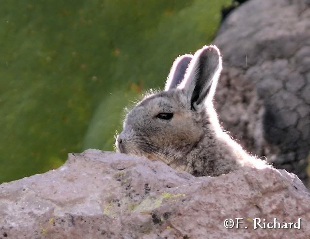 Galería de fotos… Lagidium viscacia (Rodentia, Chinchillidae)… vizcacha andina…