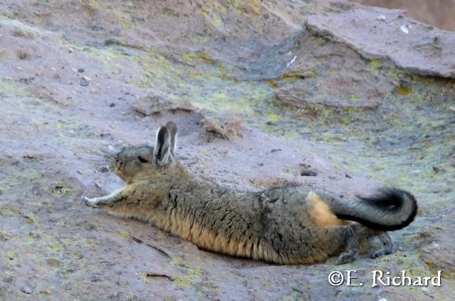 Galería de fotos… Lagidium viscacia (Rodentia, Chinchillidae)… vizcacha andina…