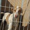 Urge adopción de los podencos en la perrera de Movera. (Zaragoza)