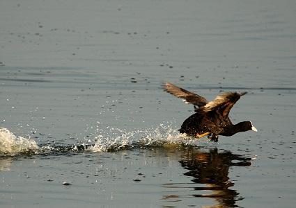 La Focha común - Common Coot (Fulica atra)