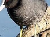 Focha común Common Coot (Fulica atra)
