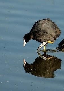 La Focha común - Common Coot (Fulica atra)