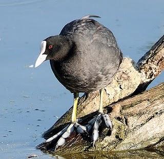 La Focha común - Common Coot (Fulica atra)