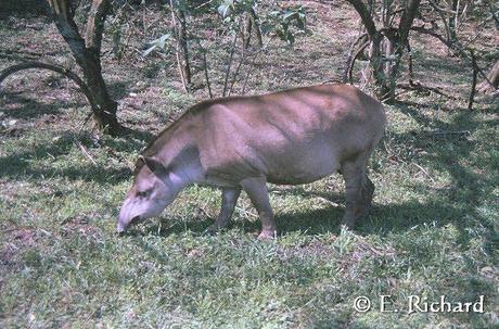 Alfabeto patrimonial latinoamericano... La A de Anta (Tapirus terrestris)