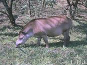 Alfabeto patrimonial latinoamericano... Anta (Tapirus terrestris)