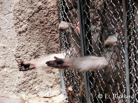 El zoológico como institución... una visión y crítica desde la conservación, lo pedagógico, lo ambiental, lo personal y profesional...