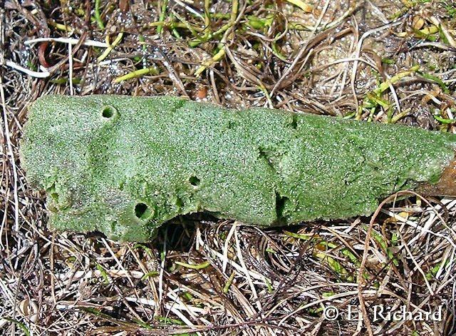 La paradoja de la conservación… La discriminación subjetiva de especies… Las especies especies feas, desagradables, etc. merecen vivir…?