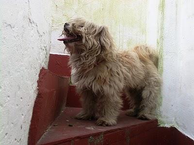 Piki caniche que busca ayuda por peligro de derrumbe. Sevilla