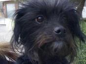 Perrita perdida Torrent. (Valencia) URGENTE!!