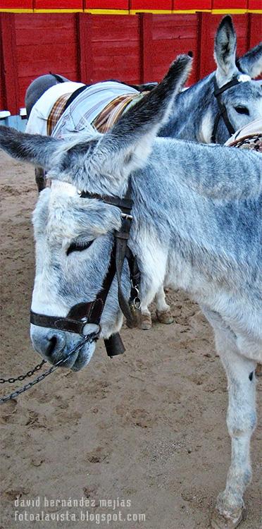 Burros en la plaza de toros móvil de Chinchón, Madrid, enclavada en la misma plaza del pueblo