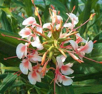 Caña de Ámbar - Hedychium coronanum