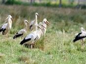 Cigüeña blanca-ciconia ciconia-white stork