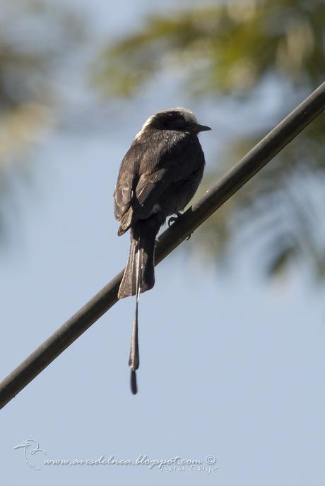 Yetapá negro (Long-tailed Tyrant) Colonia colonus